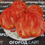 Томат Белорусское сердце семена купить