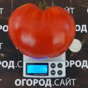 томаты белорусской селекции