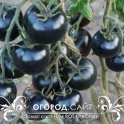 pomidor-h-34-rot-krasny-6 pomidor-h-34-rot-krasny-6
