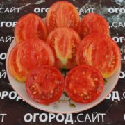 томат анна русская фото