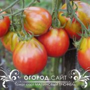 томат трюфель малиновый купить семена
