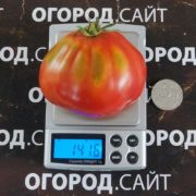 сорт томата трюфель густо малиновый купить семена