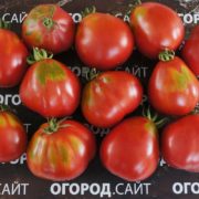 томат малиновый трюфель купить семена