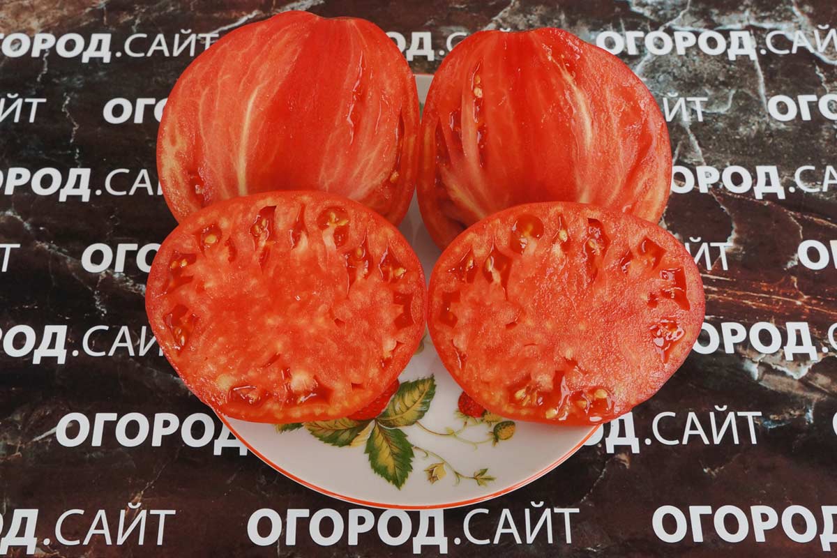 Яша югославский томат описание сорта фото