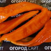 Перец Рамиро оранжевый