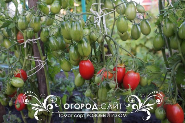 pomidor-rozovy-izyum-4