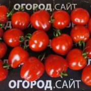 томат черри клубничка семена купить