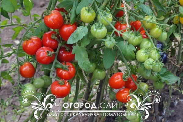томат клубничка семена купить