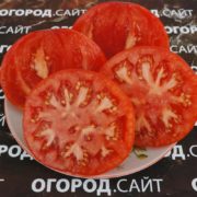 сорт томата король гигантов семена купить