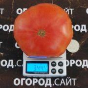 томат тырновский розовый вес