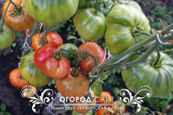 томат алена украинская фото урожайность