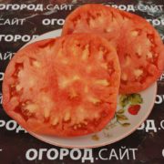 томат алена украинская