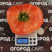 томат алена украинская семена купить