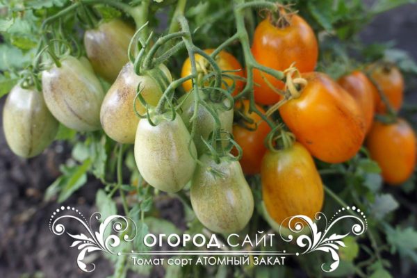 томат атомный закат урожайность фото