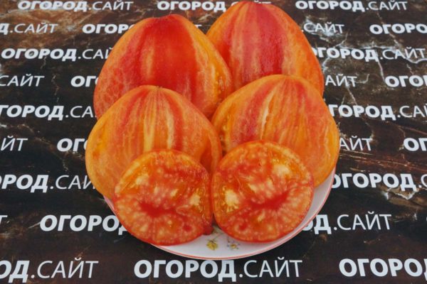 томат минусинский оранжевый слон