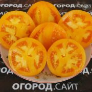 Томат Верна оранжевая