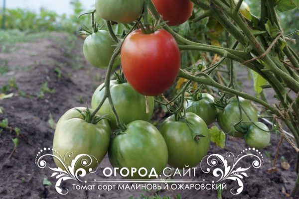 томат малиновый ожаровский фото урожайность
