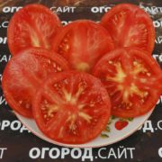 сорт томатов ожаровский малиновый
