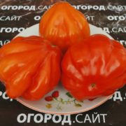 Томат Во Во семена купить
