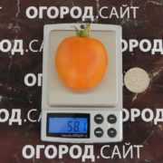Томат Персик оранжевый