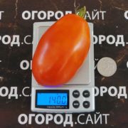 pomidor-kolupaevskie-4