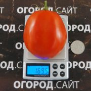 pomidor-kolupaevskie-5