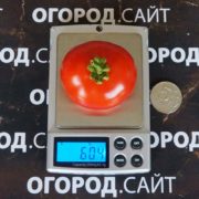 томат сорт ренет семена купить