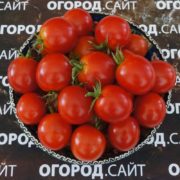томаты кроха белорусской селекции