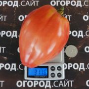 семена томатов рабочий выпуск пасты купить
