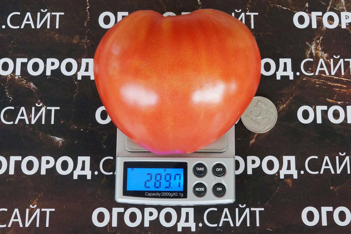 Томат северная корона. Вес помидора 1 шт среднего. Сколько весят 2 томата. Сколько весит один помидор.