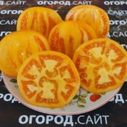 Томат Тырновский оранжевый