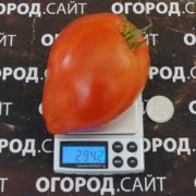 Томат Девичья грудь купить семена