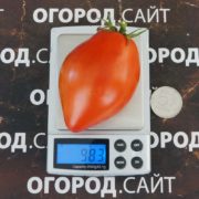 итальянский жеребец томат купить семена