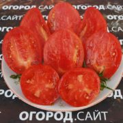 семена томата итальянский жеребец