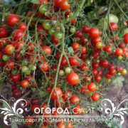 розовый кварц мультифлора томат купить