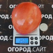 томат адонис купить семена