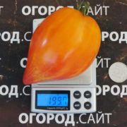 томат ананасное сердце купить