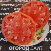 томат мега марв купить семена