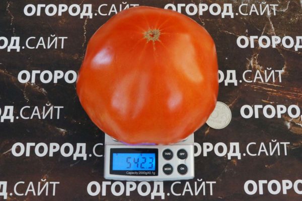мега мавр томат купить семена