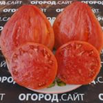 томат минуса семена купить
