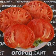 минусинский сорт томатов Минусинец купить семена