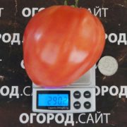 Томат Робс купить семена