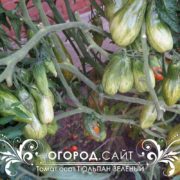 купить семена томатов зеленый тюльпан