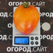 гном Угощение Глории