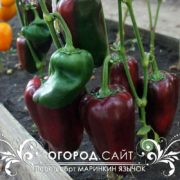 Перец Маринкин язычок купить семена
