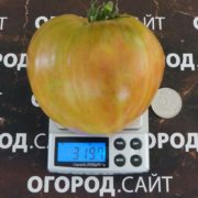 томат ананасное сердце семена