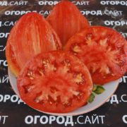 сорт томата Девичья грудь купить семена