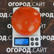 томат гном кардинал маура купить семена