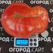Томат сорт Малиновые крупные яблочные из Минусинска