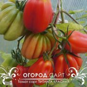 томат питанга красная купить семена
